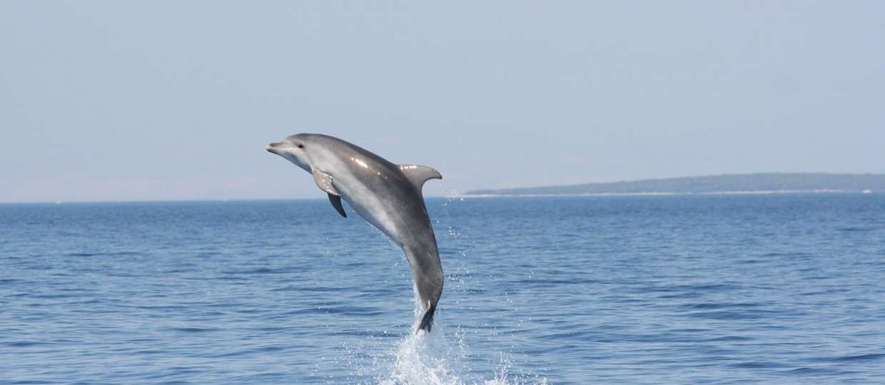 Tag der Delfine