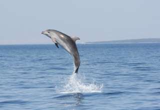 Tag der Delfine