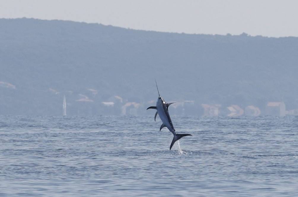 Kroatien Nachrichten Bild Snimka zaslona 2024 08 25 101018