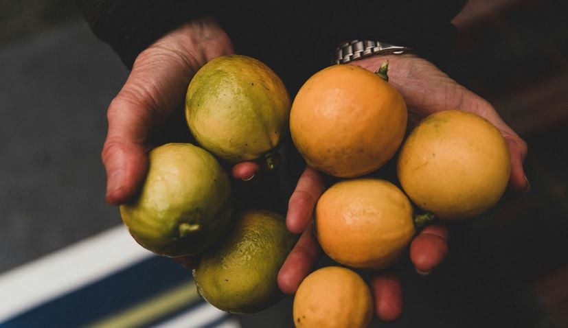 Kroatien Nachrichten Bild lemons