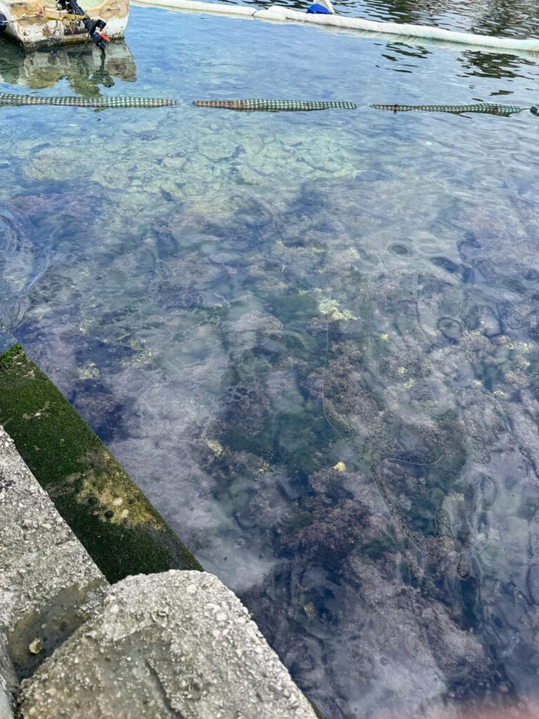 Ökologische Katastrophe auf Hvar: „INA wird die Verantwortung tragen!“ 6 Kroatien Nachrichten Bild 7 2