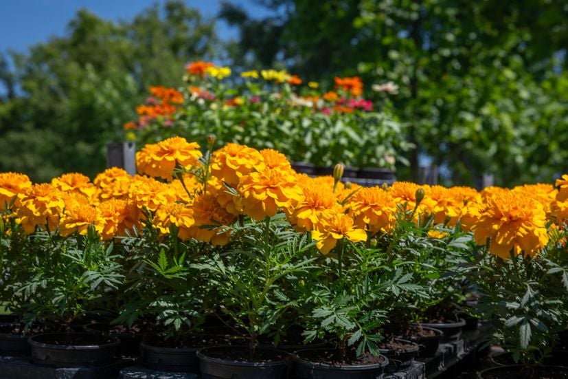 Der Bundek-Park in Zagreb ist ein Blumenwunderland 8 Kroatien Nachrichten Bild 3 1