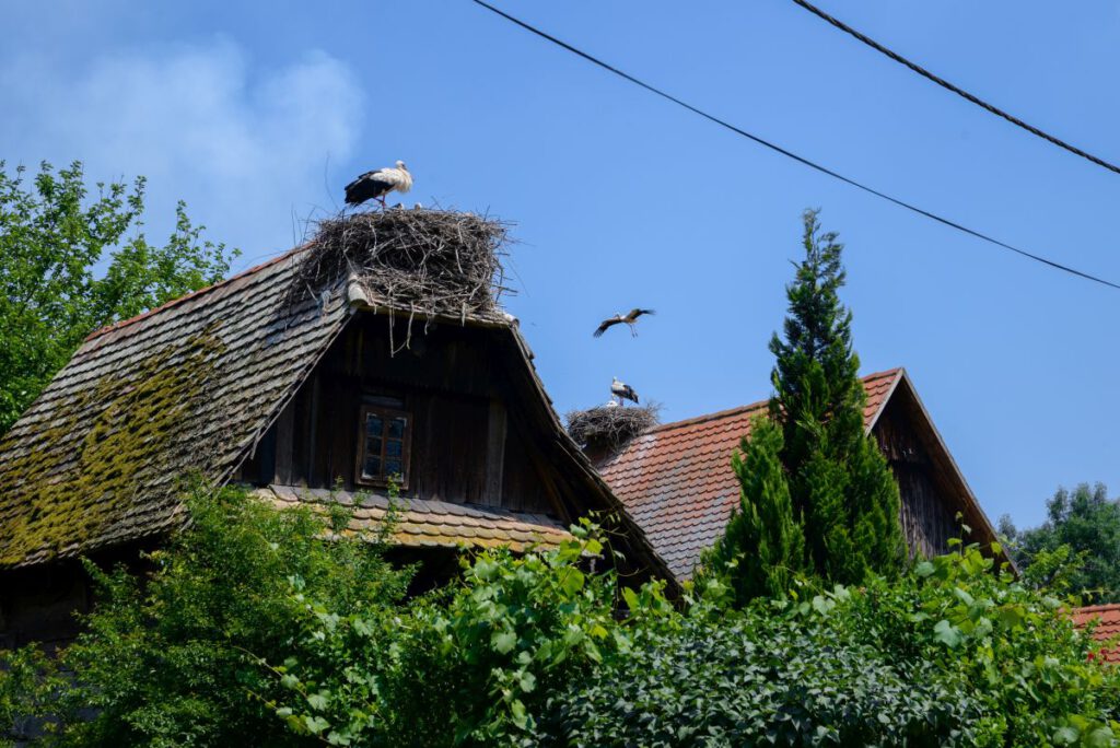 Rekordsumme von 8 Millionen Euro für den Naturpark Lonjsko Polje 8 Kroatien Nachrichten Bild 5 10