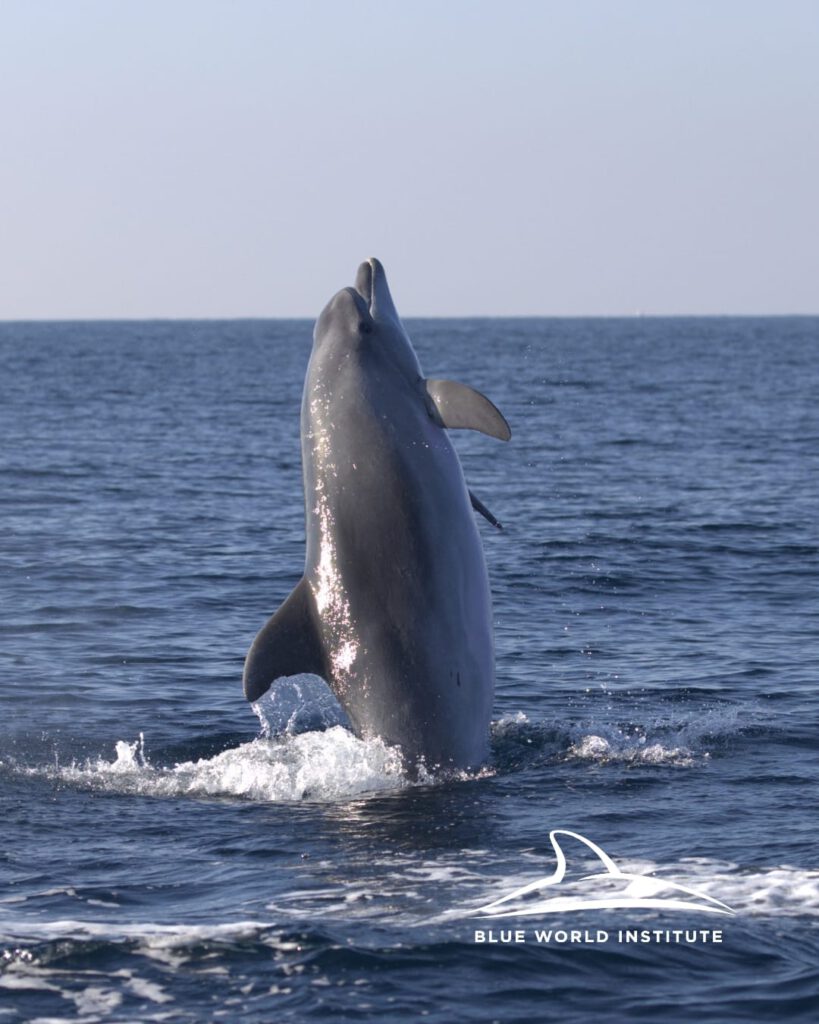 Mit über hundert Delfinen vor der Küste Istriens zusammen sein: „Der beste Tag meines Lebens!“ 6 Kroatien Nachrichten Bild 3 12