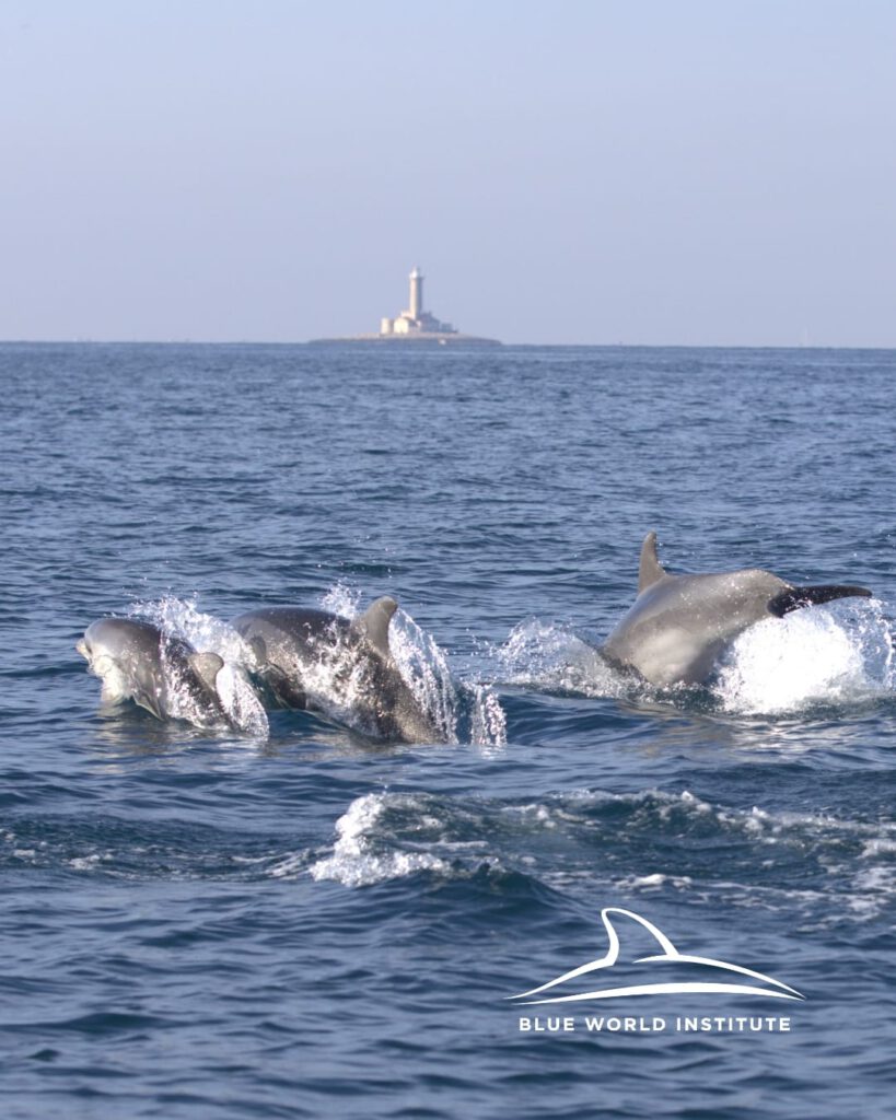 Mit über hundert Delfinen vor der Küste Istriens zusammen sein: „Der beste Tag meines Lebens!“ 8 Kroatien Nachrichten Bild 4 6